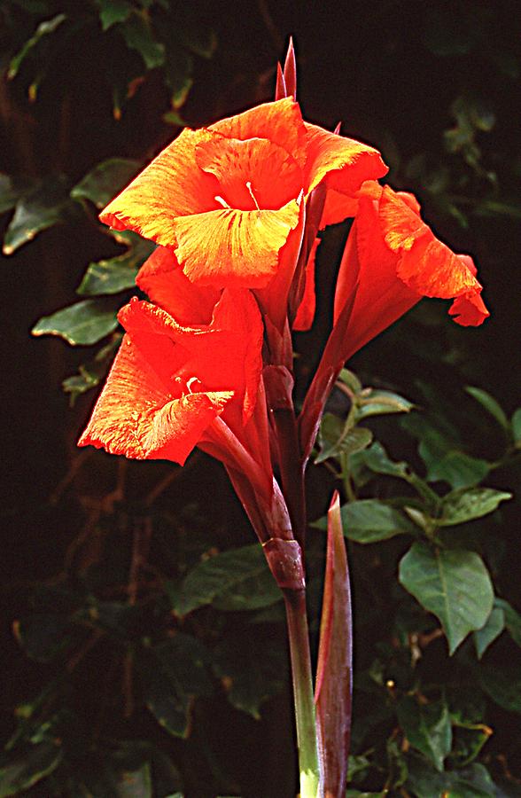 Canna Lily