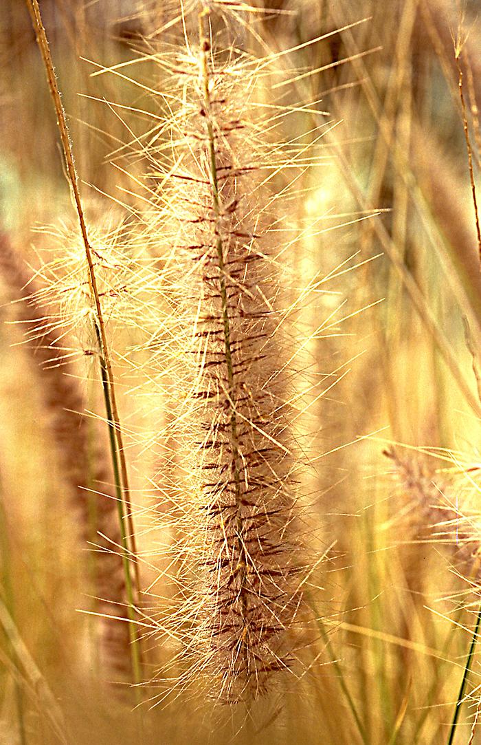 Grass, detail