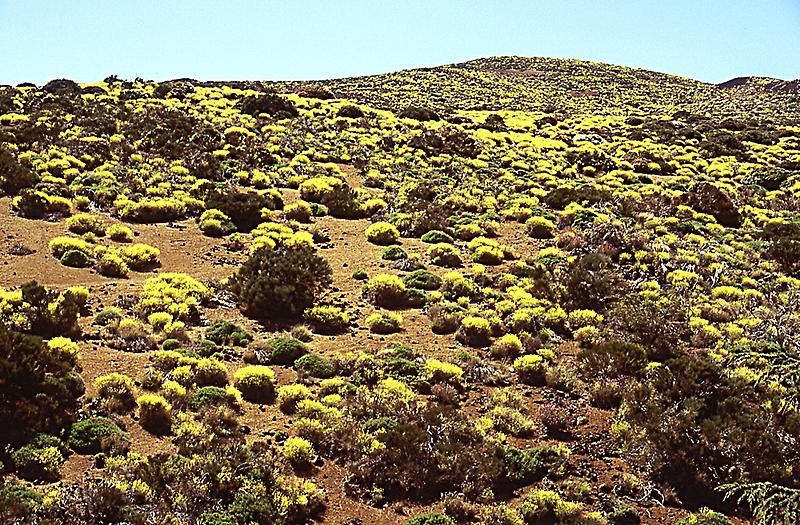 Pico de Teide