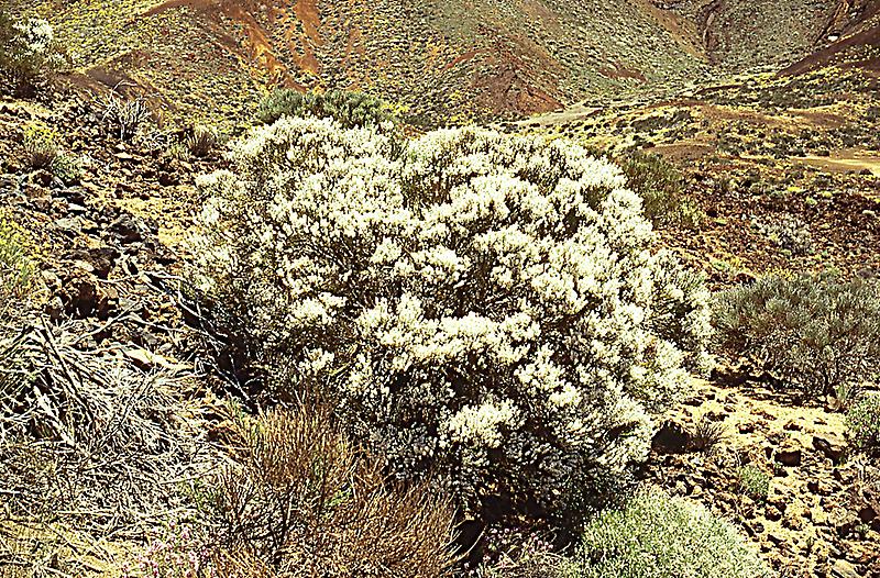 Pico de Teide National Park