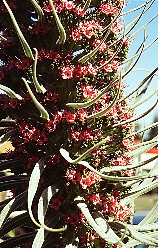 Pico de Teide National Park