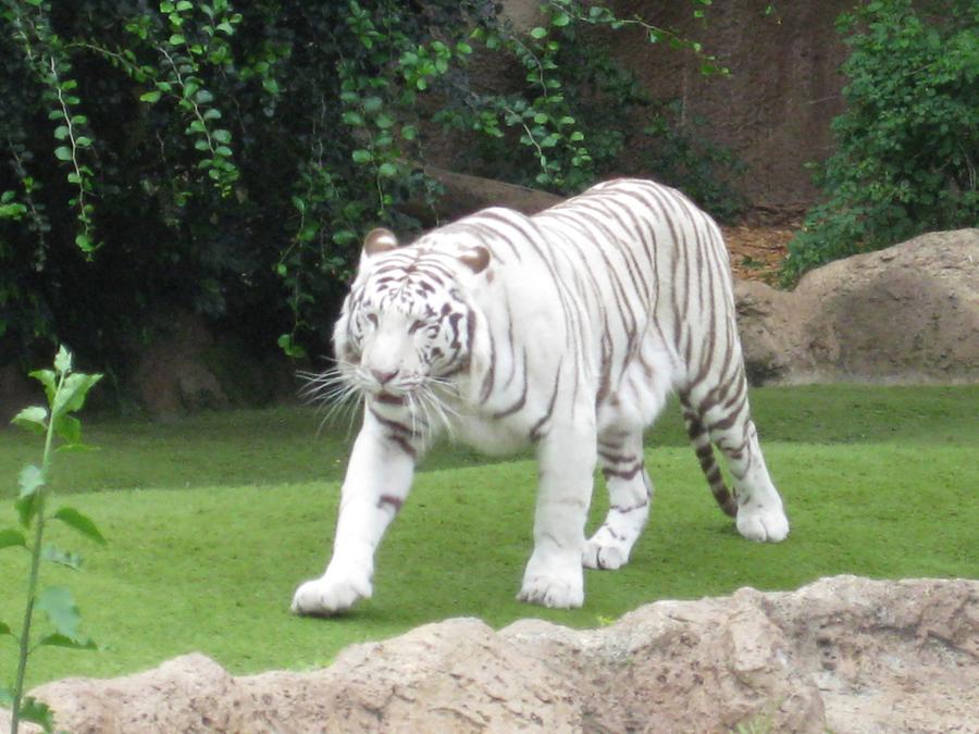 Puerto de la Cruz - Loro Parque - Tiger