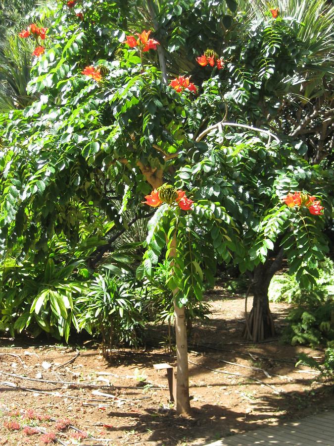 Santa Cruz deTenerife - Parque Garcia Sanabria