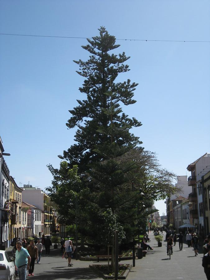 La Laguna - Plaza de la Conception - Aurocaria