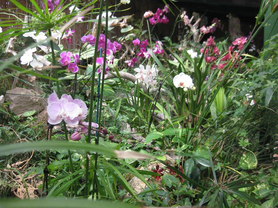 Puerto de la Cruz - Jardin del Sitio Litre Jardin de Orquideas