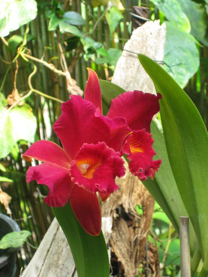 Puerto de la Cruz - Jardin del Sitio Litre Jardin de Orquideas