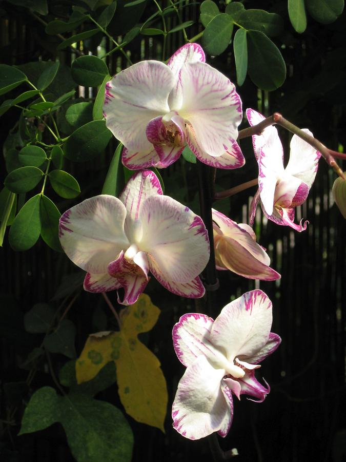 Puerto de la Cruz - Jardin del Sitio Litre Jardin de Orquideas