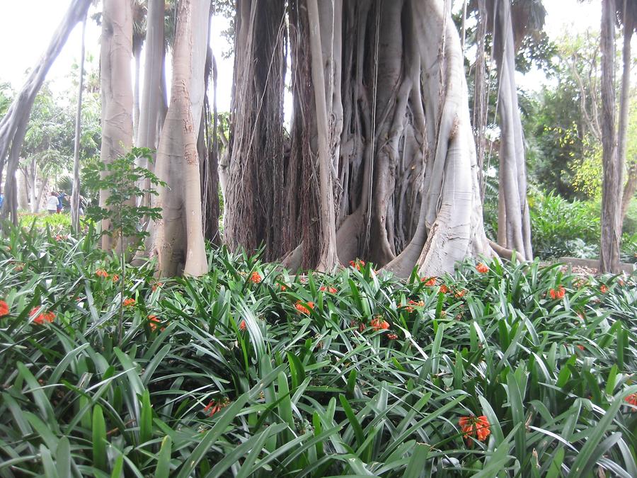 Puerto de la Cruz - Jardin Botanico - Ficus & Clivia