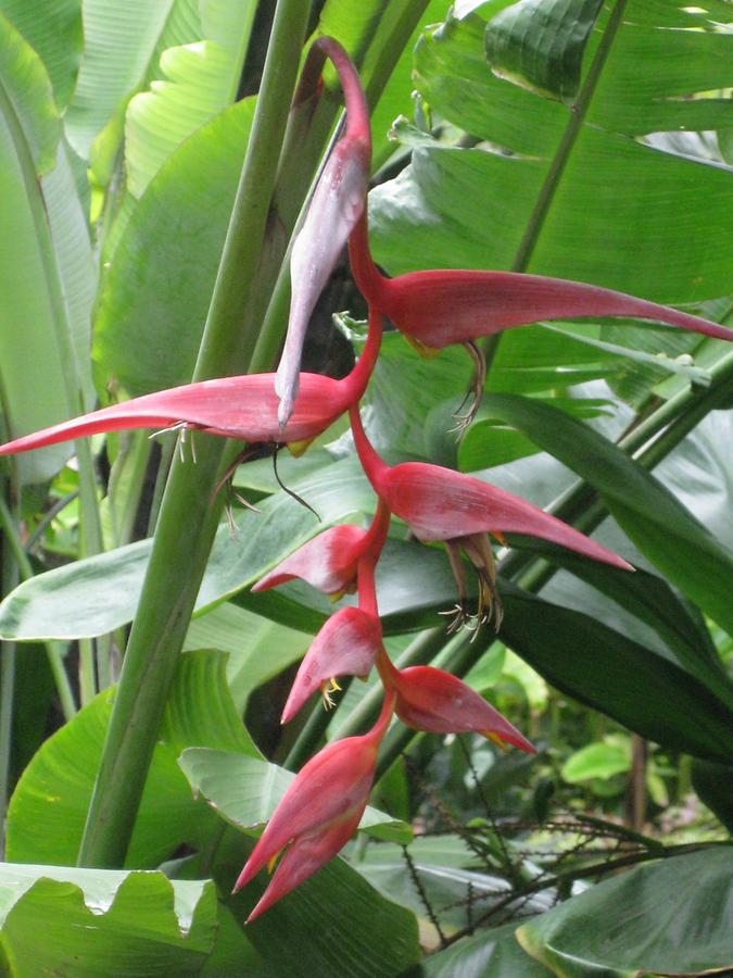 Puerto de la Cruz - Jardin Botanico - Helioconia