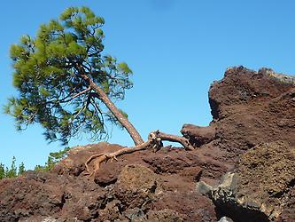 Tenerife