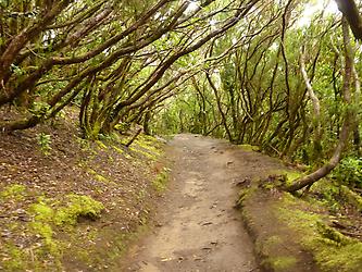 Tenerife