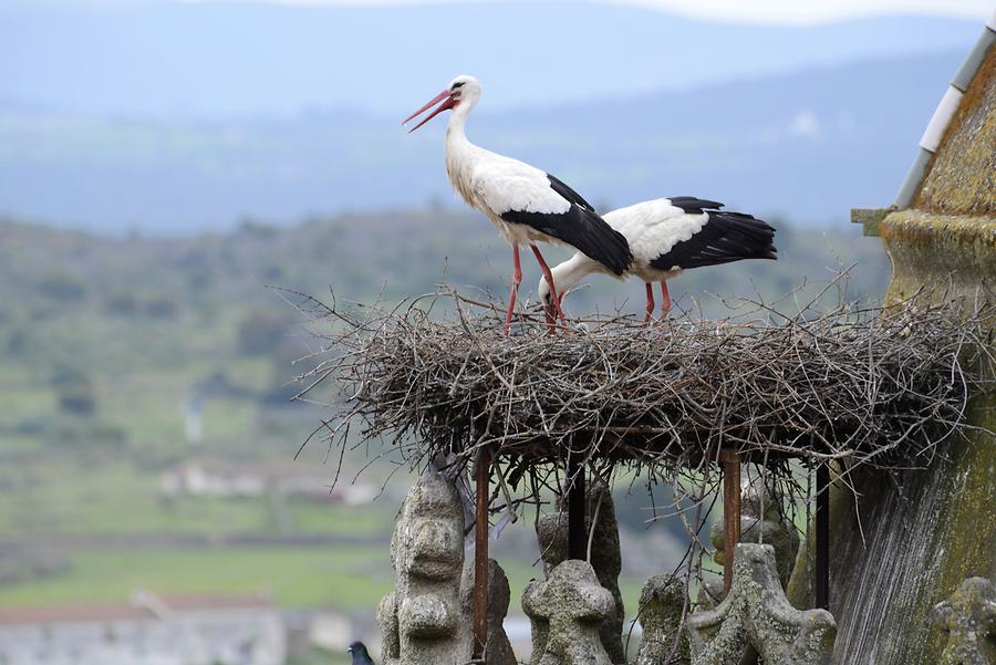 Storks