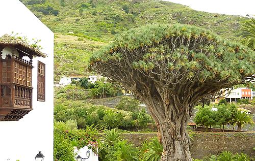 Tenerife-Dragon Tree | Special Information | Spain | Geography im  Austria-Forum
