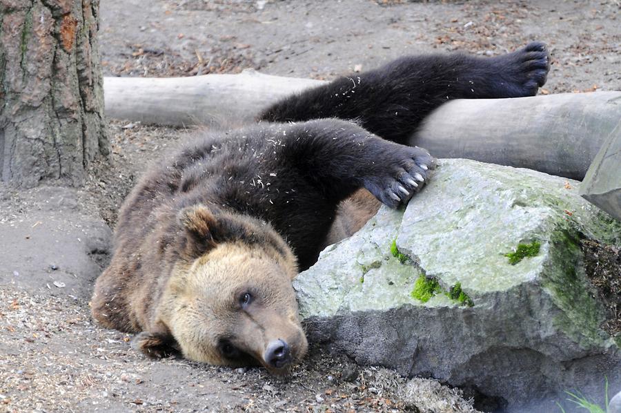 Skansen - Brown Bear