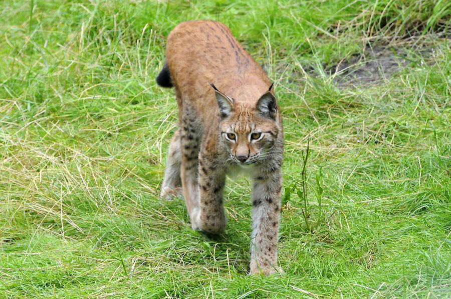 Skansen - Lynx