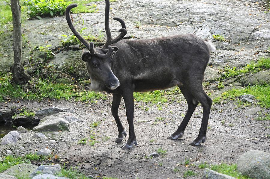 Skansen - Reindeer