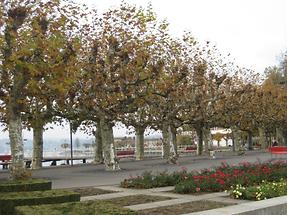 Rapperswil - Seequai (1)