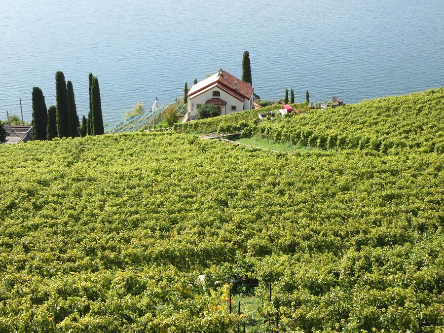 Vevey - Vineyards