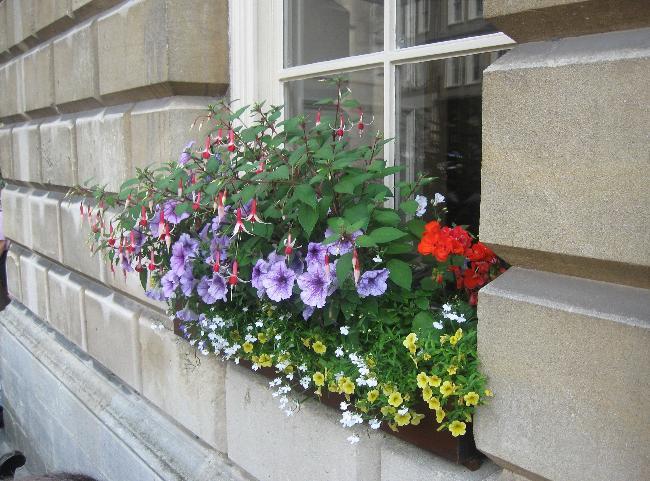 Flowers vying for attention