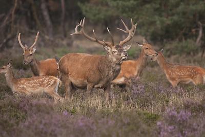 Red deer