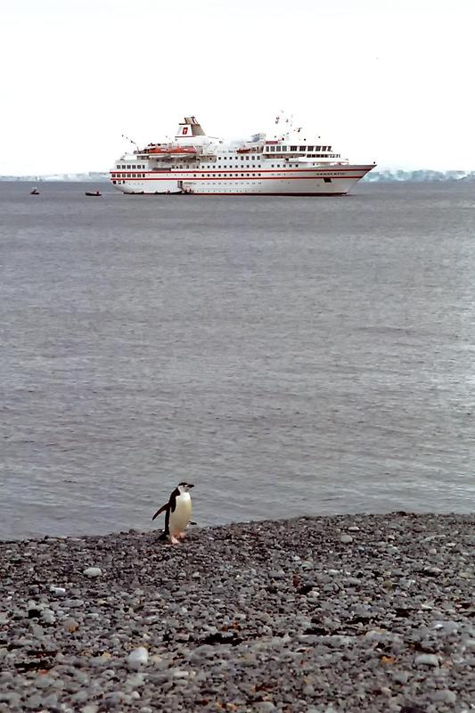 Chinstrap penguin