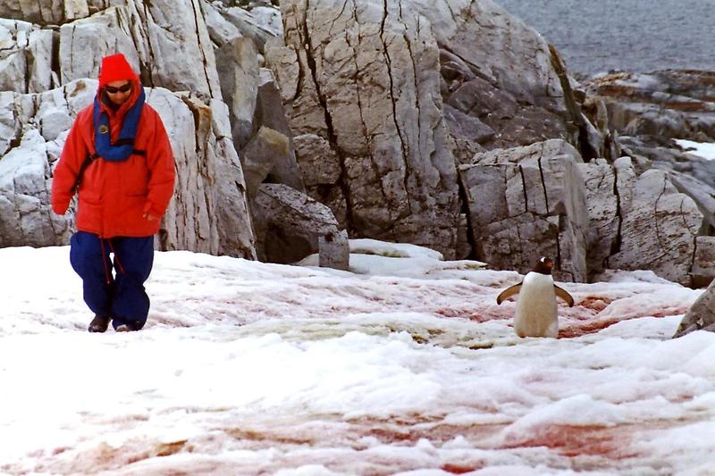 Tourist and Gentoo penguin