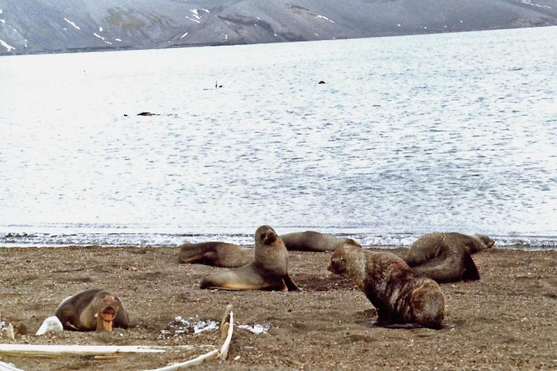 Fur seals