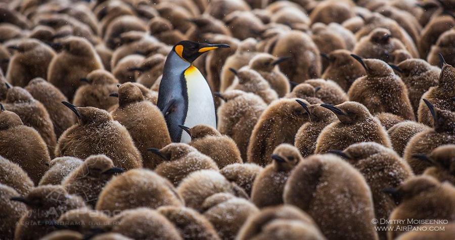 King penguins