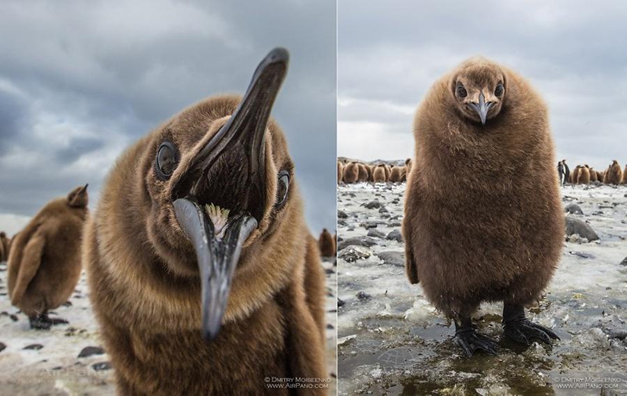 Baby of King penguins