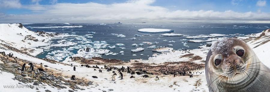 Photobombed by seal, © AirPano 