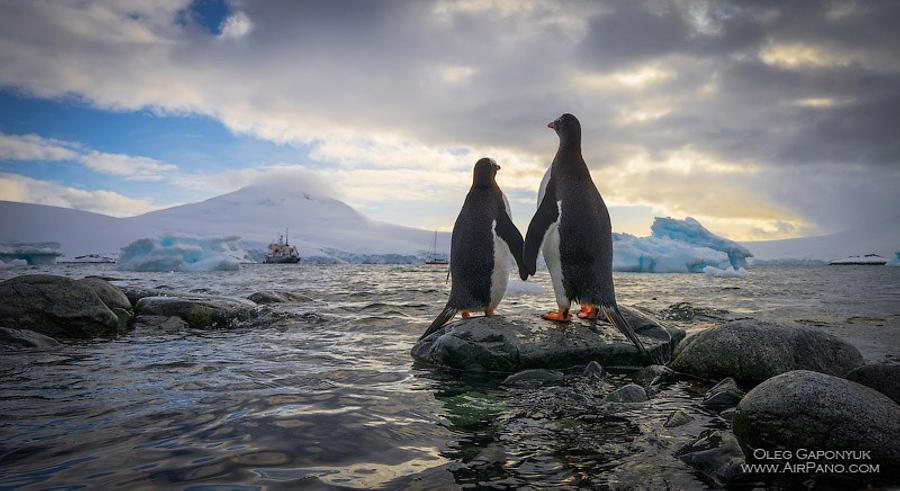 Penguins in Antarctica, © AirPano 