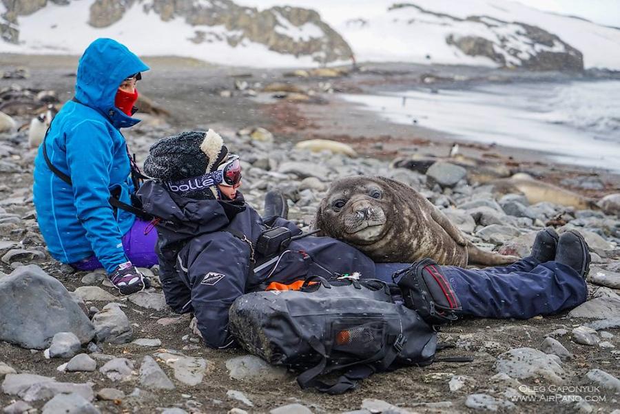 Sea elephant with people, © AirPano 