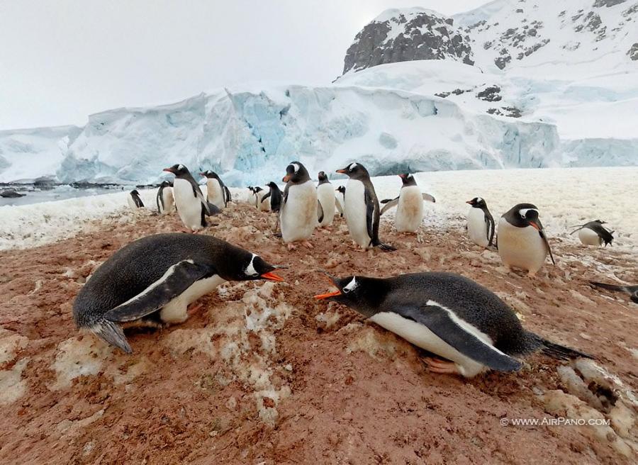 Fight of penguins, © AirPano 