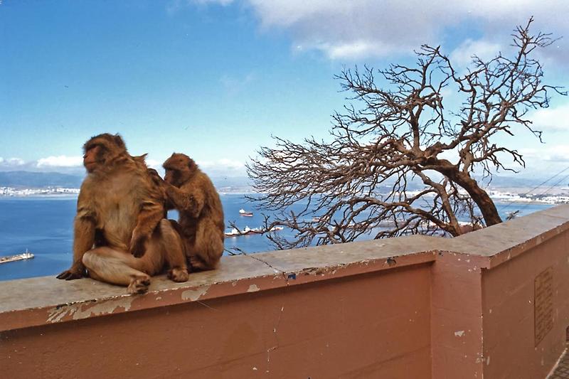 Barbary Macaques