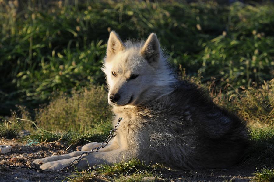 Husky