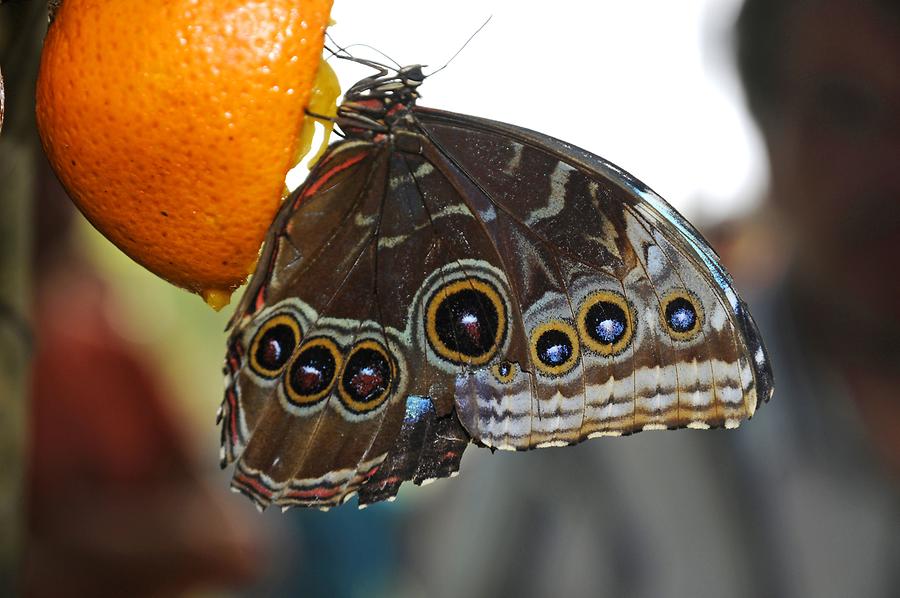 Butterfly Farm