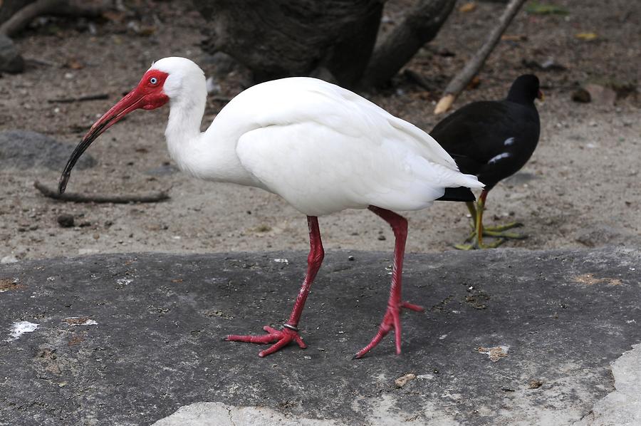 Philipsburg - St Maarten Zoo; Ibis