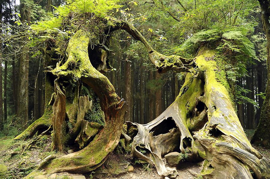 Alishan Forest