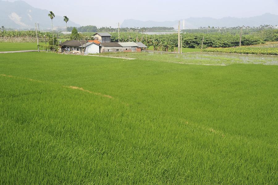 Paddy Fields near Hsitou