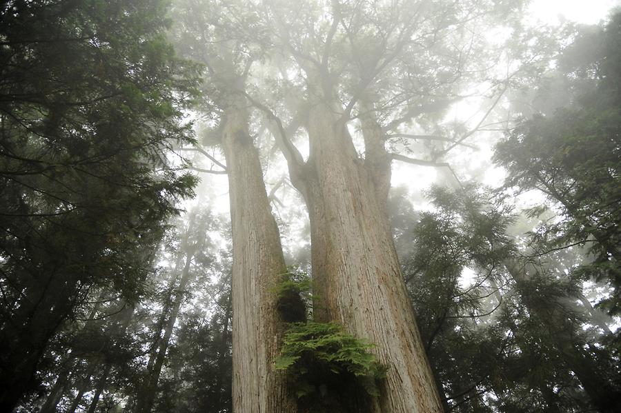 Taiwanias Alishan Forest