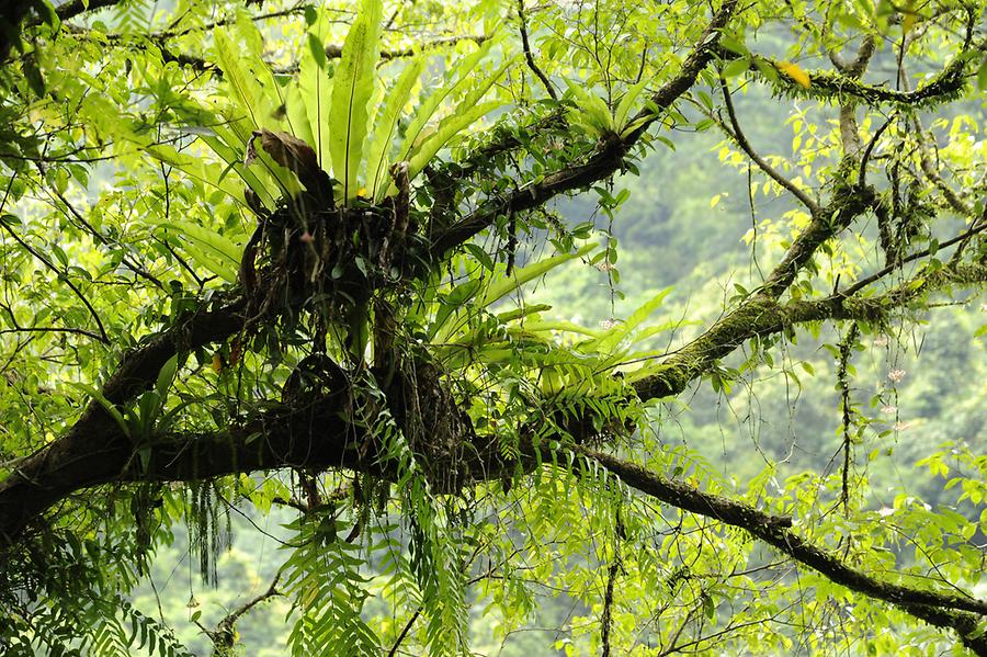 Epiphytes