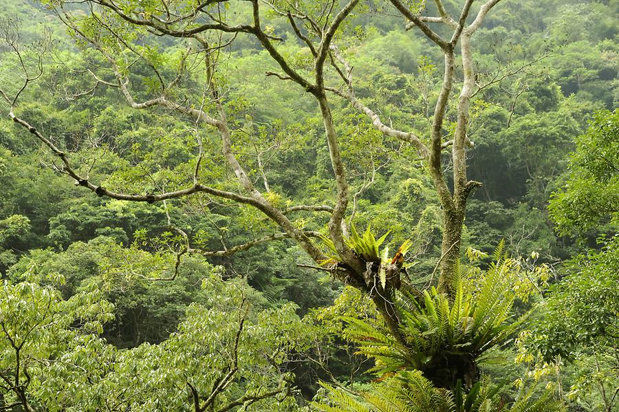 Epiphytes, Wulai Forest