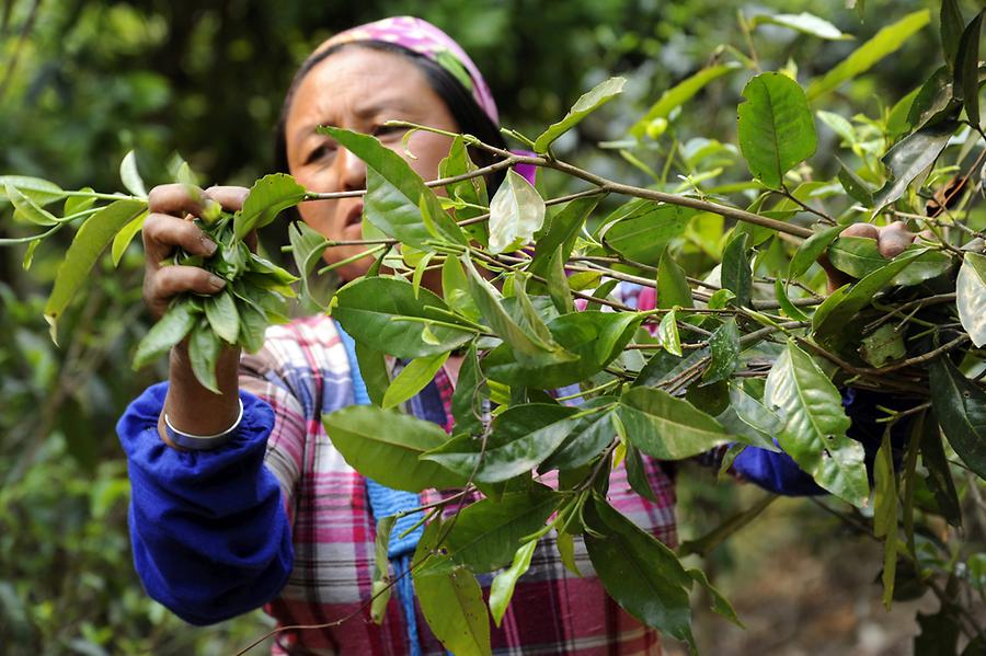 Tea Harvest Yunnan