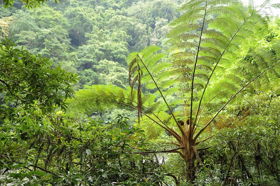 Tree Ferns Yangmingshan