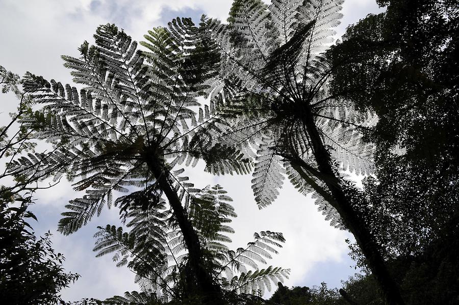 Tree Ferns Yangmingshan