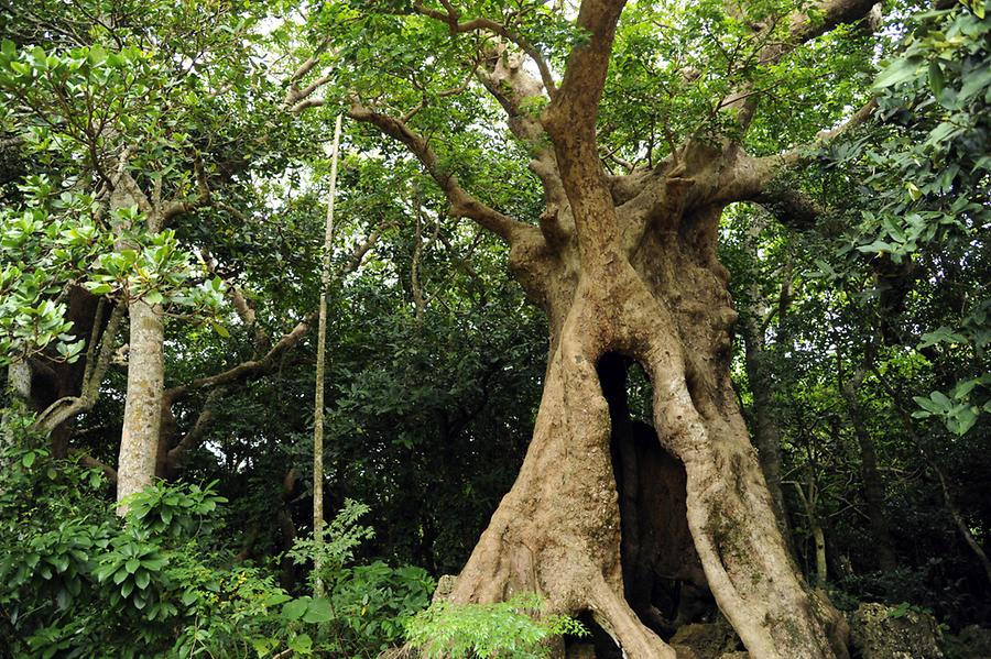 Kenting Forest