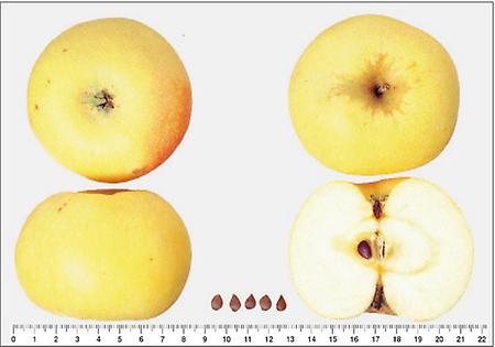 Apfel aus Croncels