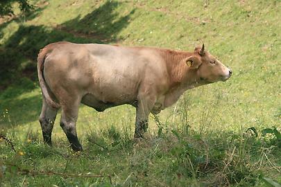 Kärntner Blondvieh