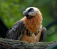 Bartgeier im Schönbrunner Tiergarten, Foto: Norbert Potensky. Aus: Wikicommons unter CC 