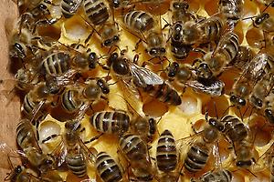 Carnica - Kärntner Biene